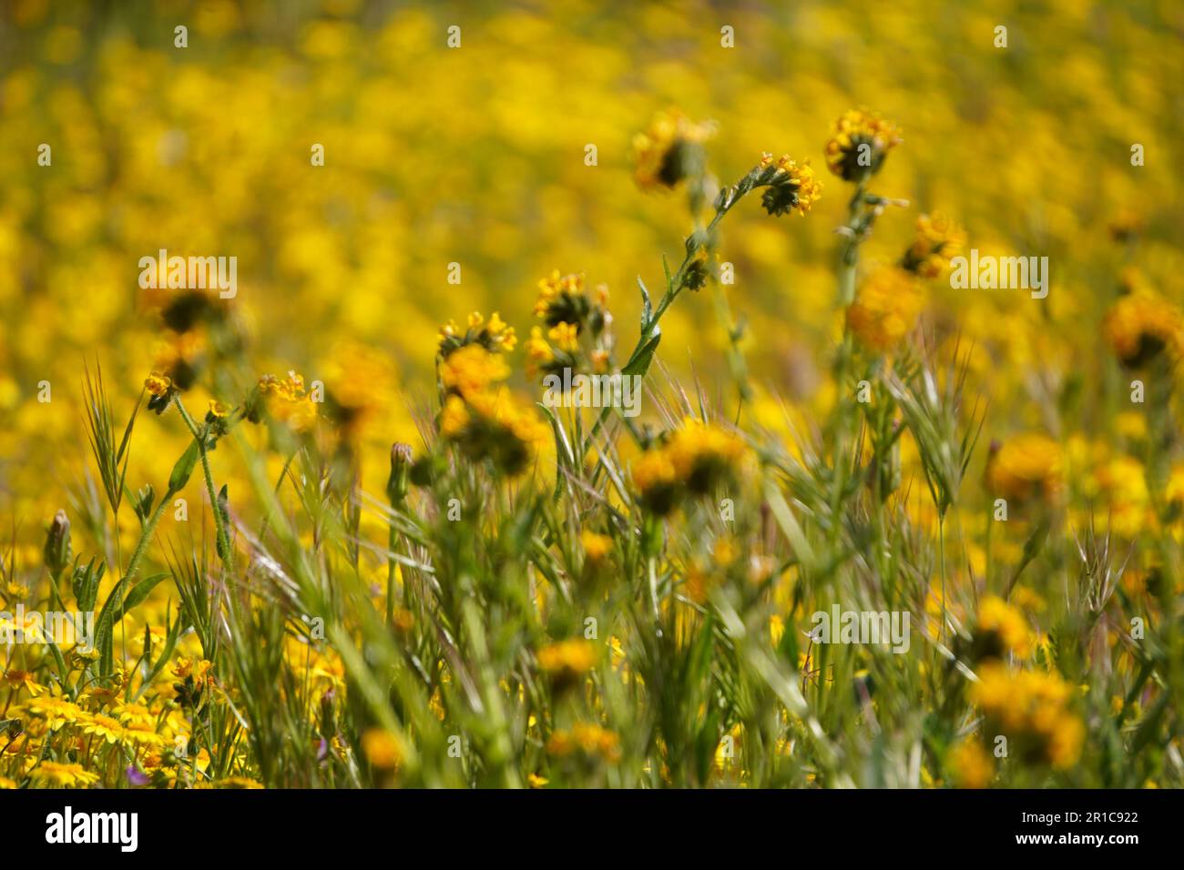 Tiny Yellow-Orange wildflower, Fiddleneck bloom in Diamond Valley Lake hillside Stock Photo
