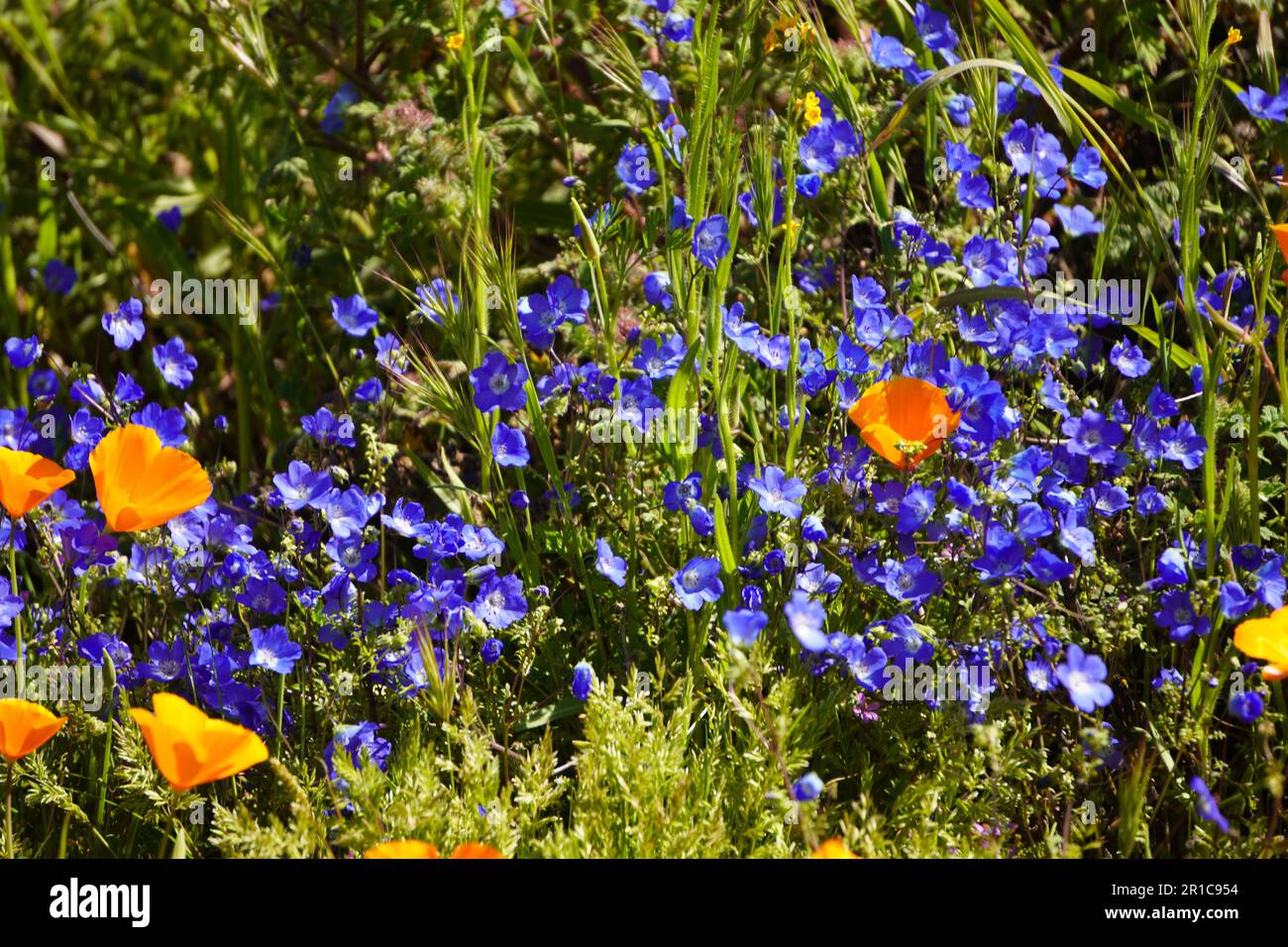 Baby Blue Eyes(Nemophila menziesii), blue wildflowers bloom in