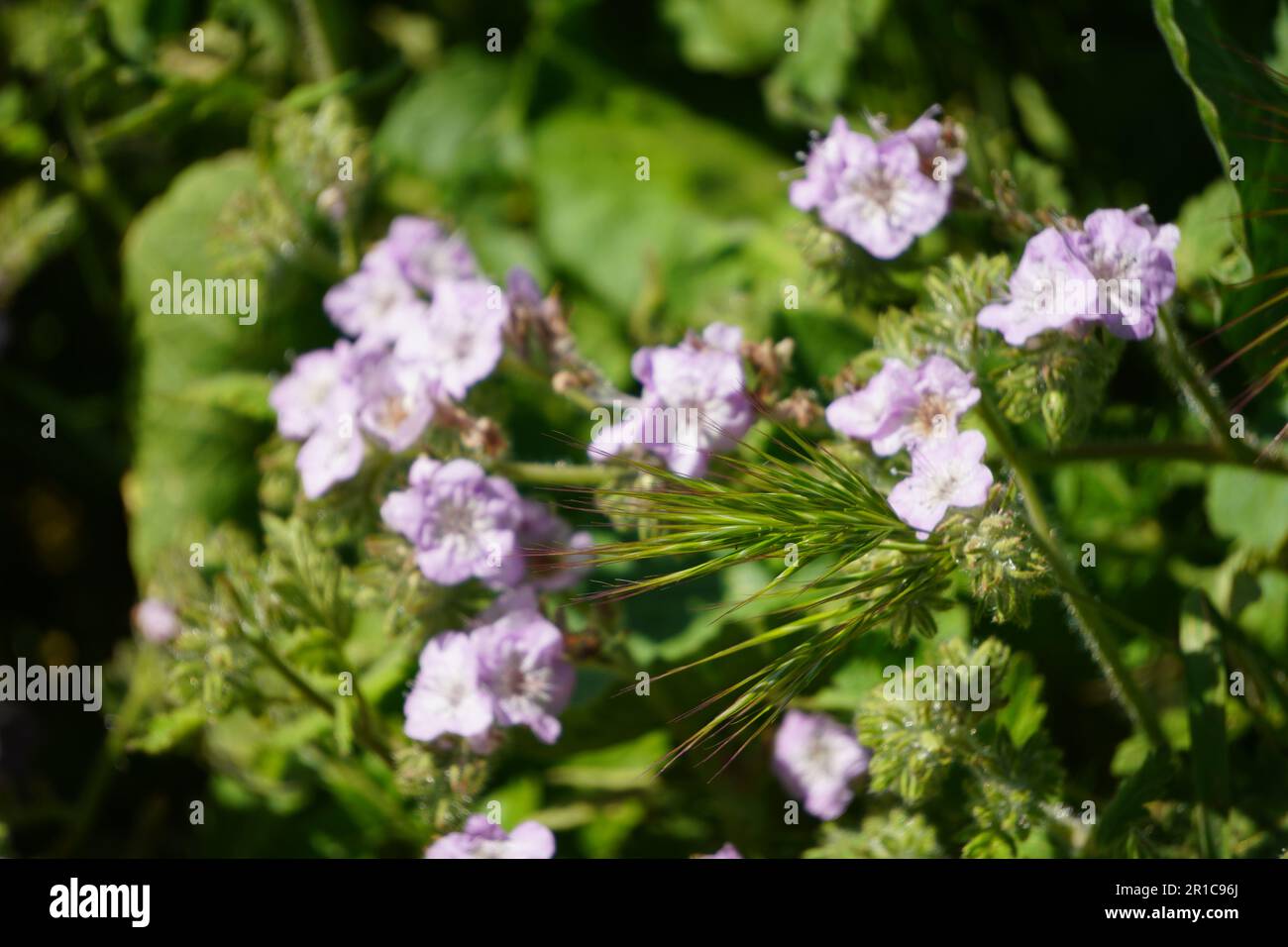 Pink wild flowers hi-res stock photography and images - Alamy