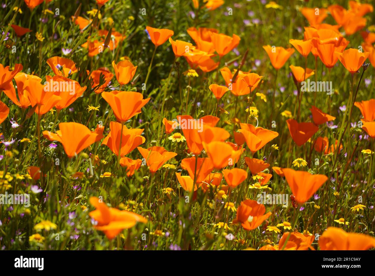 The California Poppy, named the State Flower, blooming in Diamond