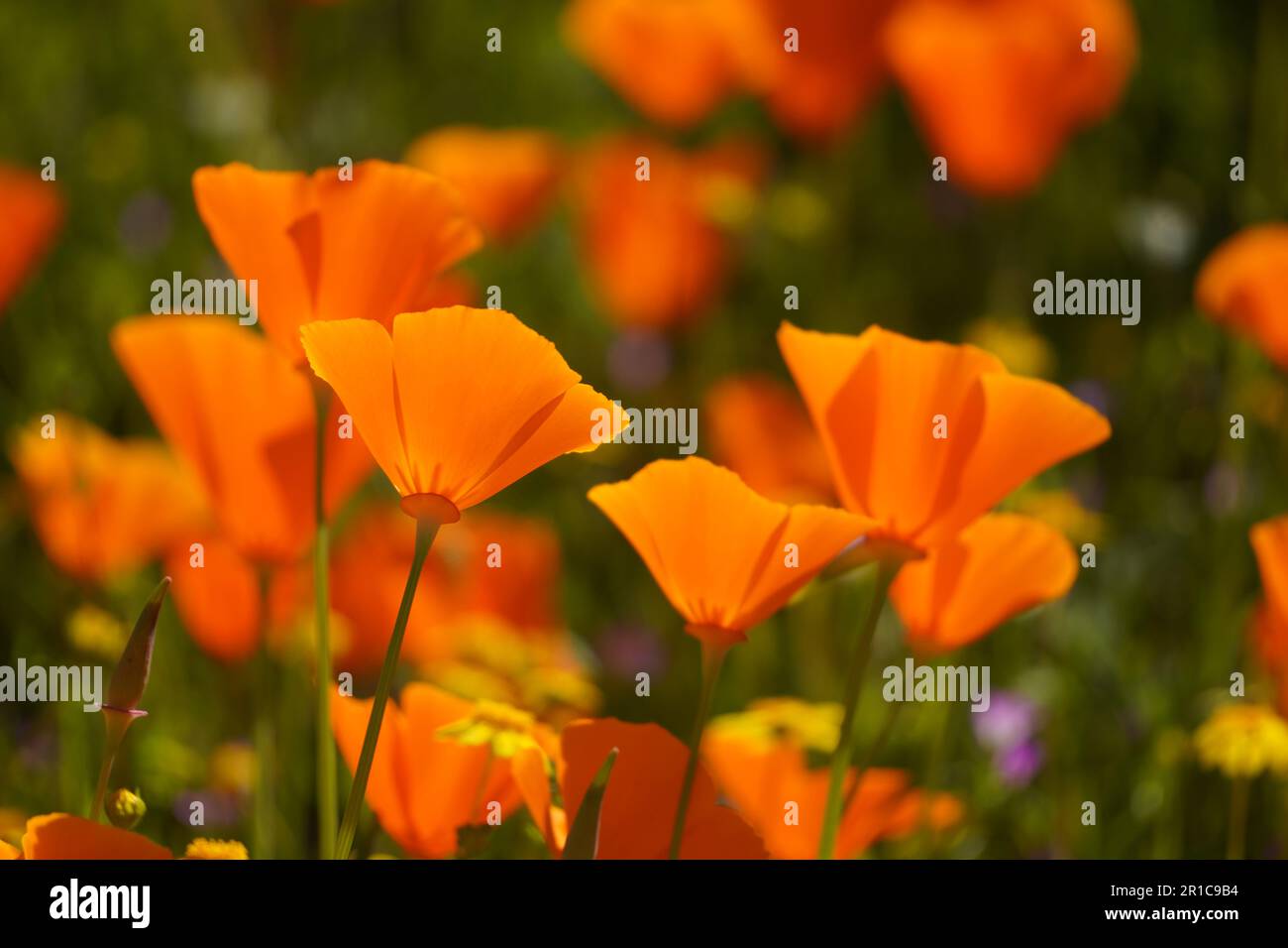 The California Poppy, named the State Flower, blooming in Diamond
