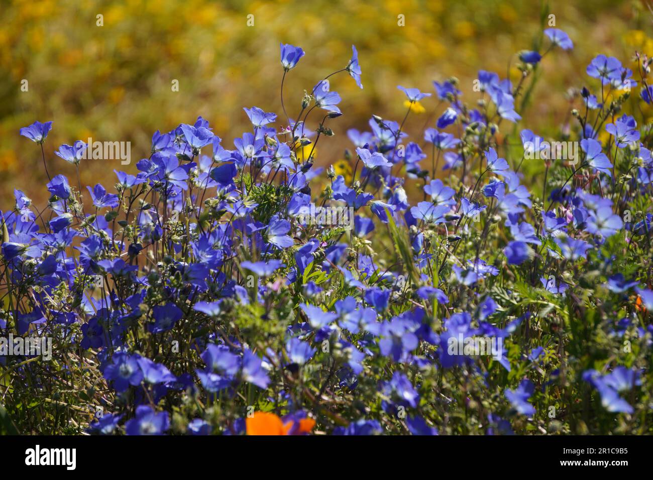 Baby Blue Eyes(Nemophila menziesii), blue wildflowers bloom in
