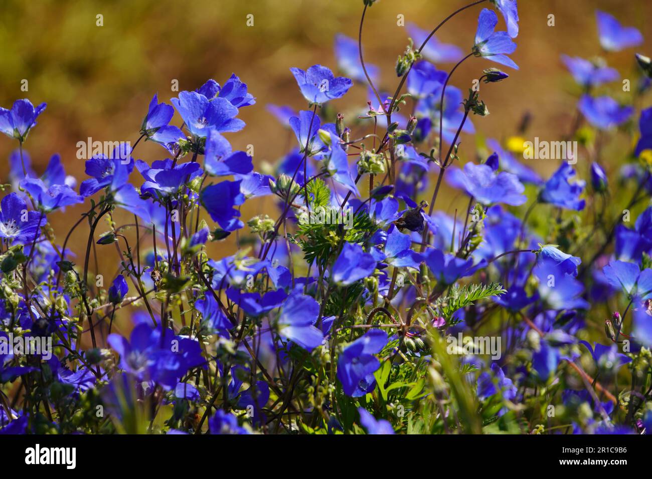 Baby Blue Eyes(Nemophila menziesii), blue wildflowers bloom in California Stock Photo