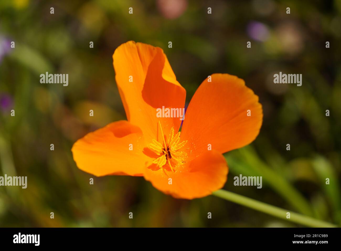 The California Poppy, named the State Flower, blooming in Diamond