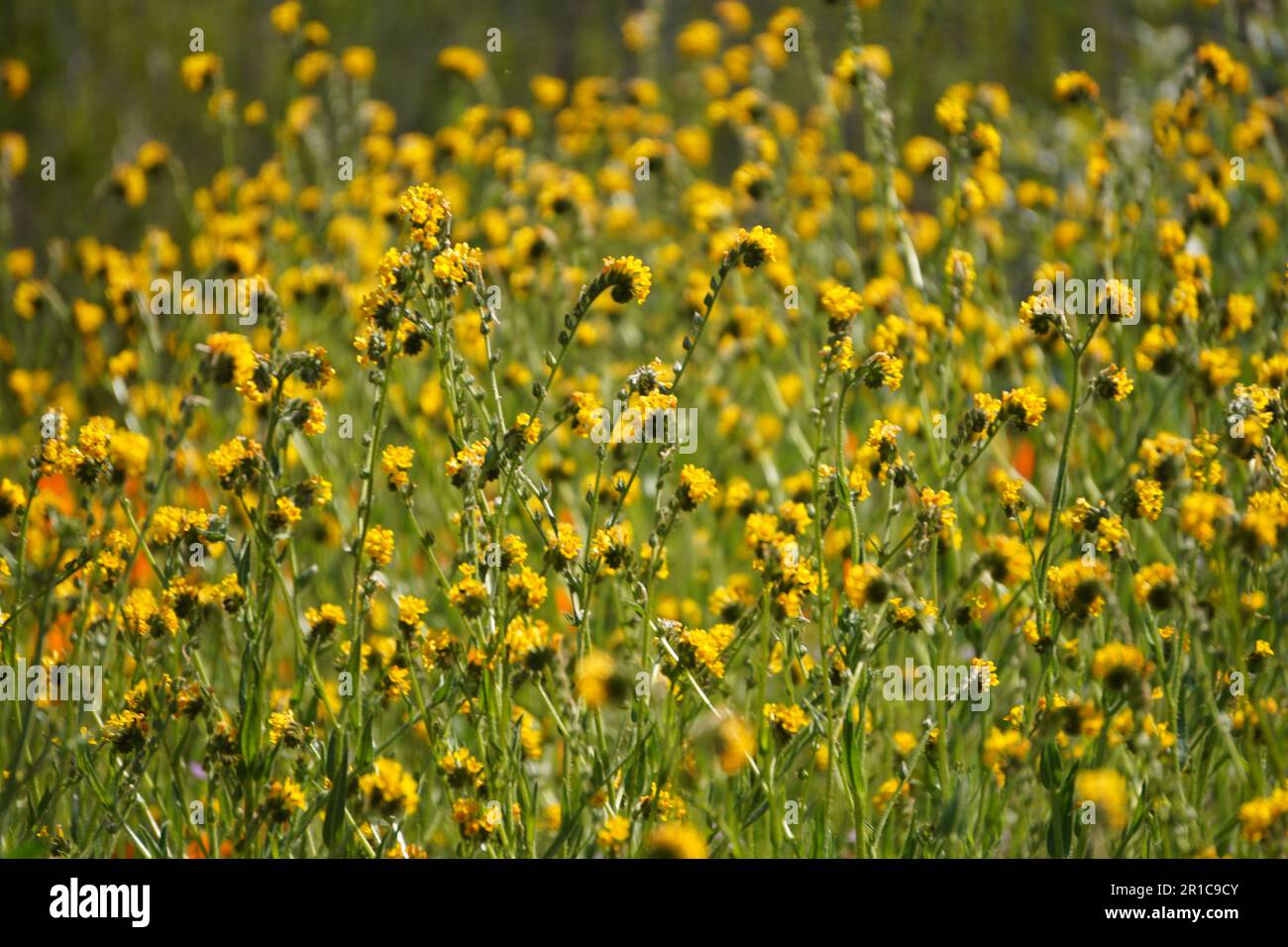 Tiny Yellow-Orange wildflower, Fiddleneck bloom in Diamond Valley Lake hillside Stock Photo