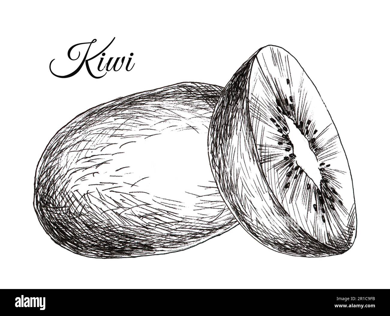 Kiwi drawing hi-res stock photography and images - Alamy