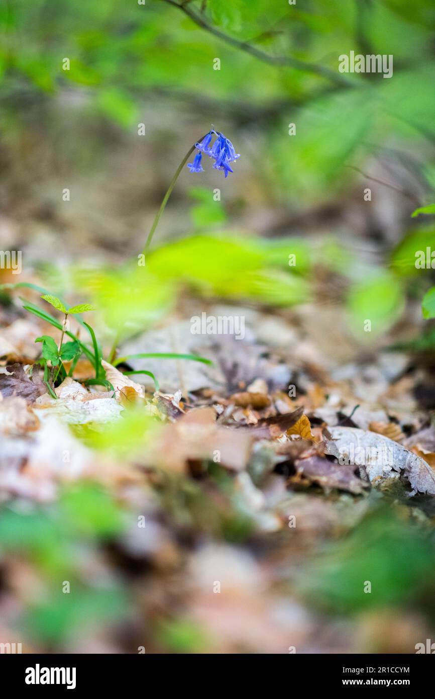 Native British Bluebell flower Stock Photo Alamy
