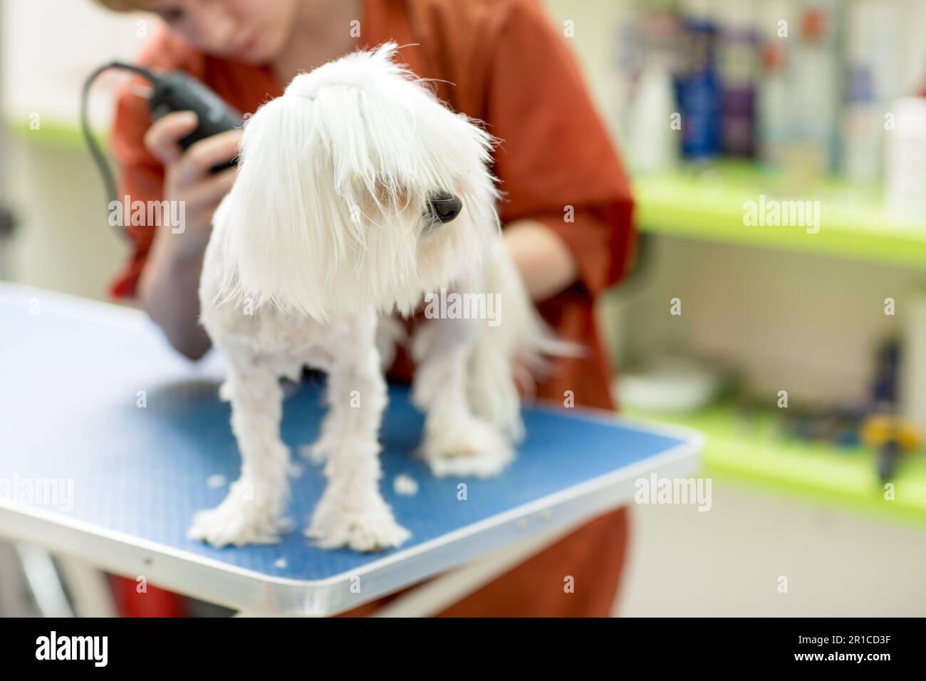 Trimming pet electric razor hi-res stock photography and images - Alamy