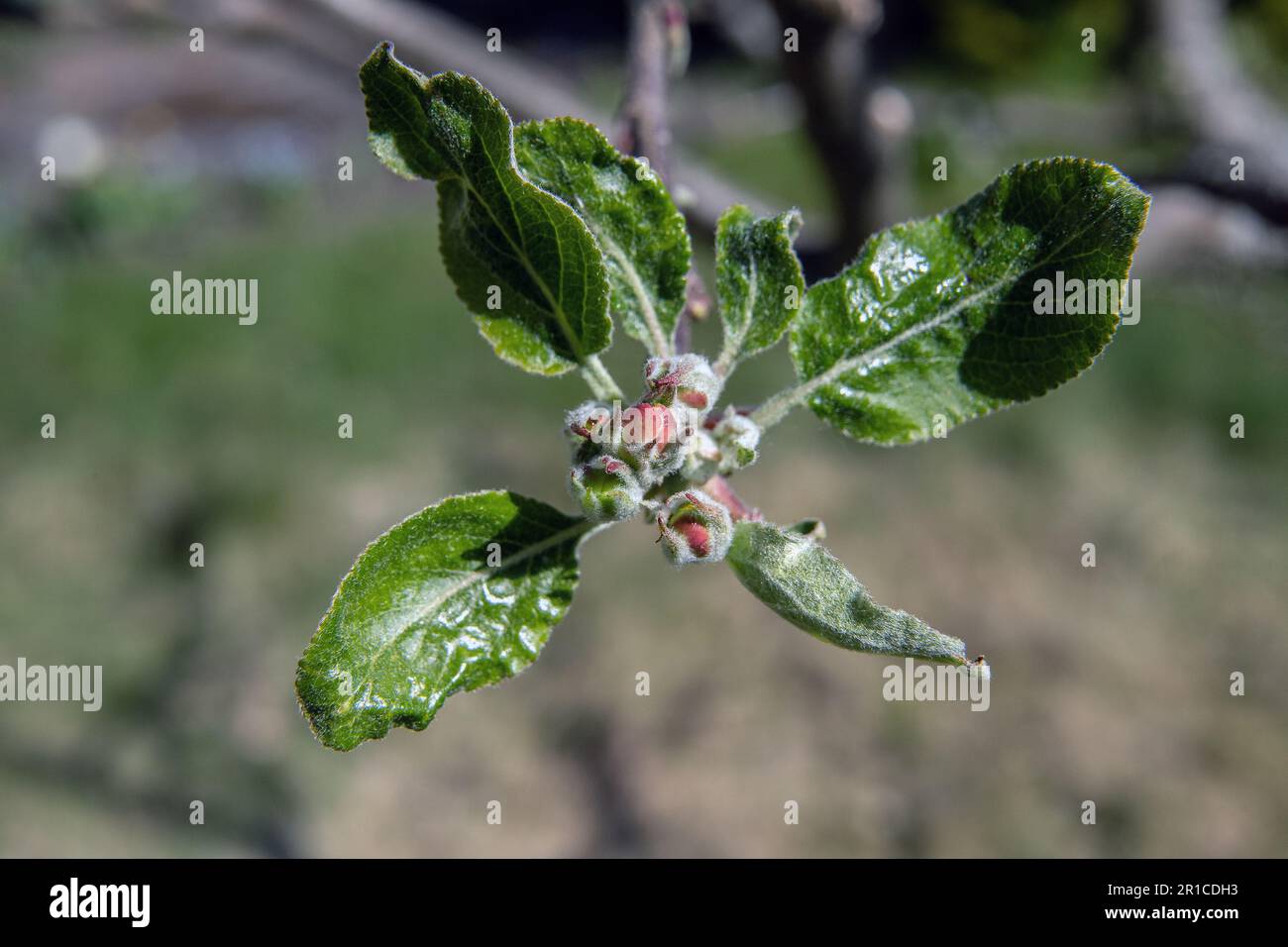 red apple buds flowering buds on apple tree Stock Photo Alamy
