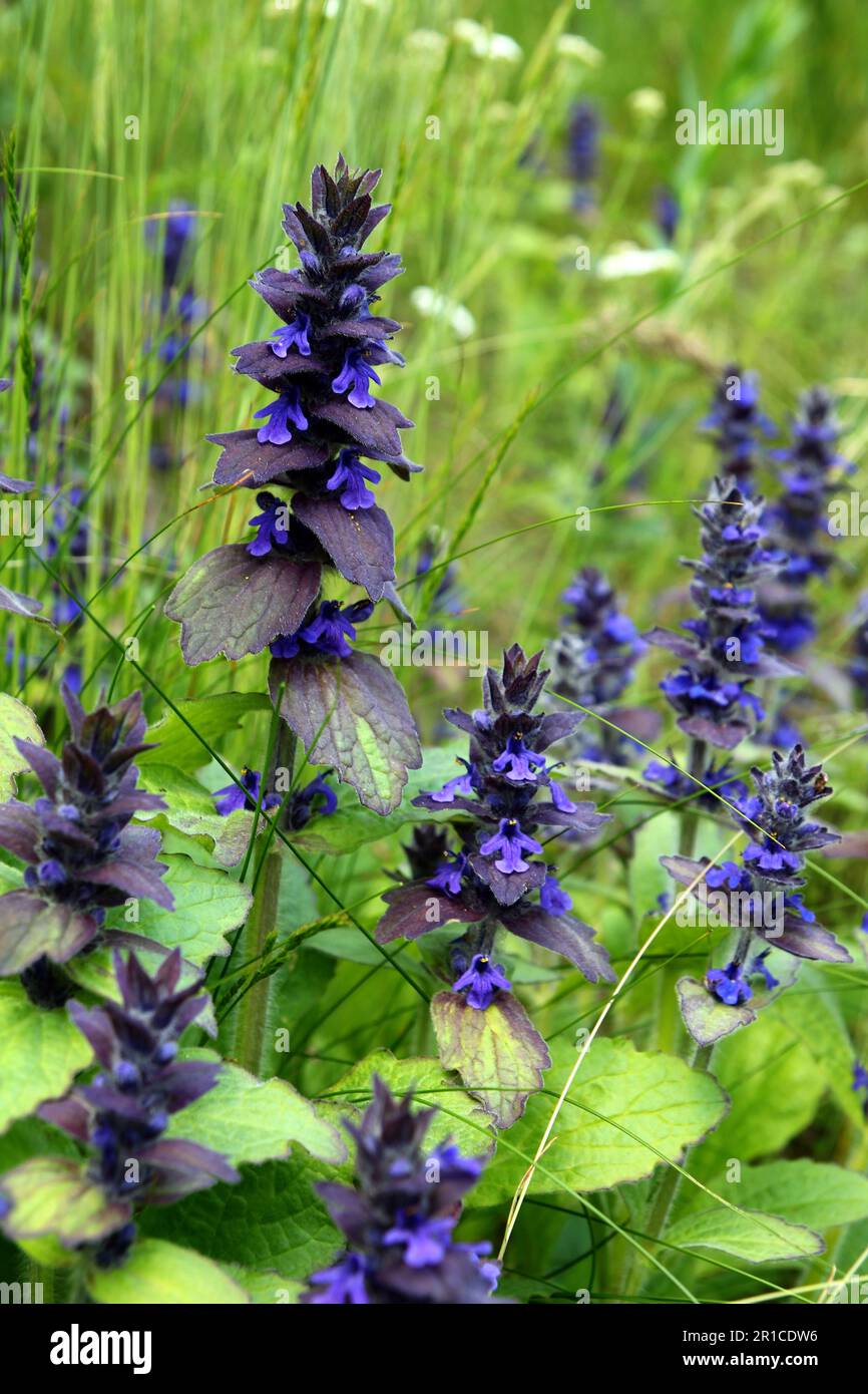 Bugle, blue bugle, bugleherb blooming in springtime. (Ajuga reptans). Stock Photo