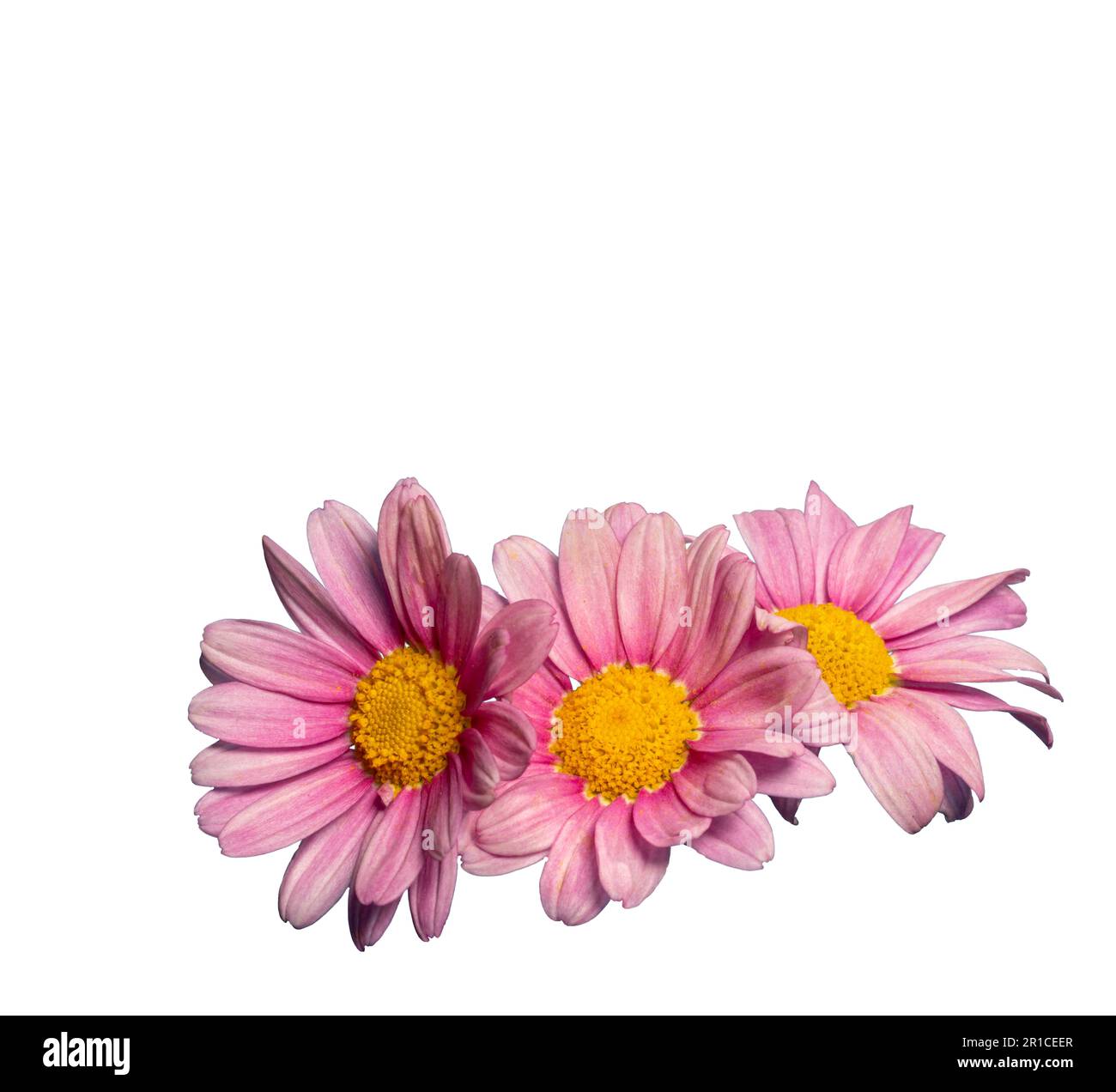 Three daisies with pink petals isolated on white with clipping path included, copy space for greeting card Stock Photo