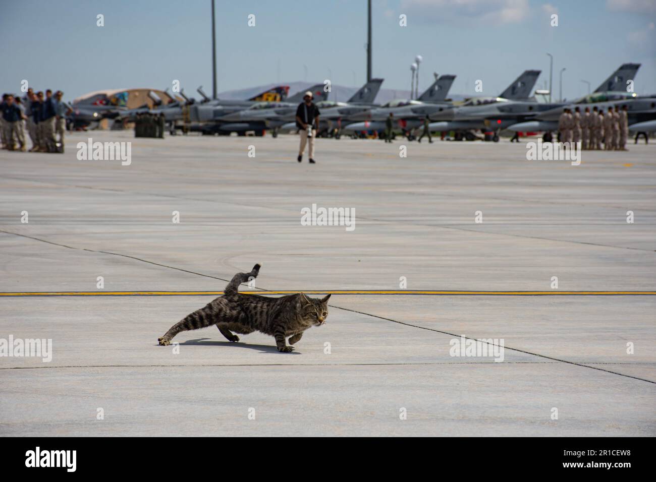 A cat among jet fighter planes, confused and frightened, does not know where to run in a panic. 3. main jet airbase  in Anatolian eagle 2023 Konya Stock Photo