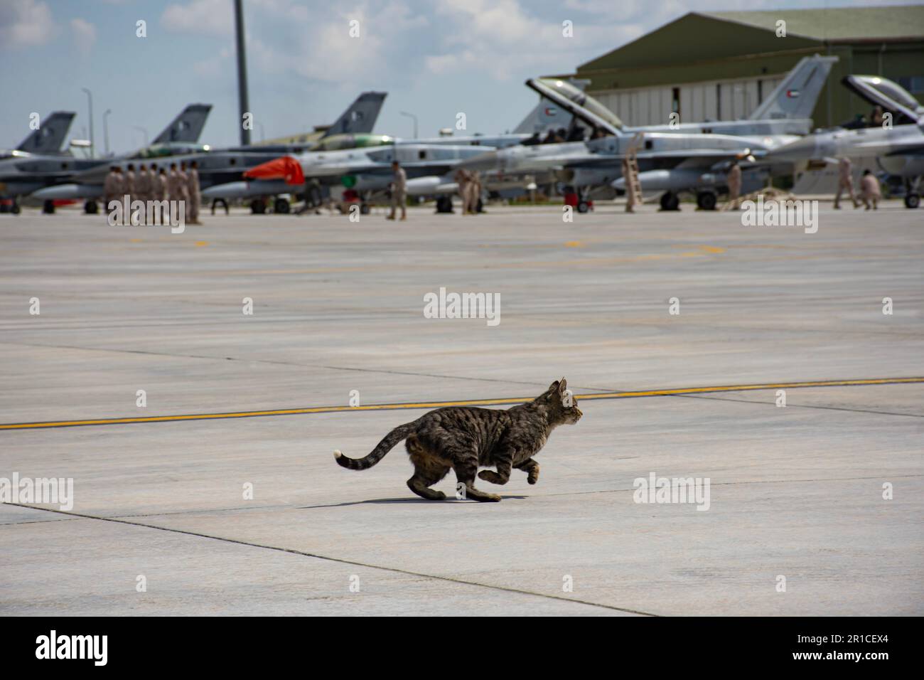 A cat among jet fighter planes, confused and frightened, does not know where to run in a panic. 3. main jet airbase  in Anatolian eagle 2023 Konya Stock Photo