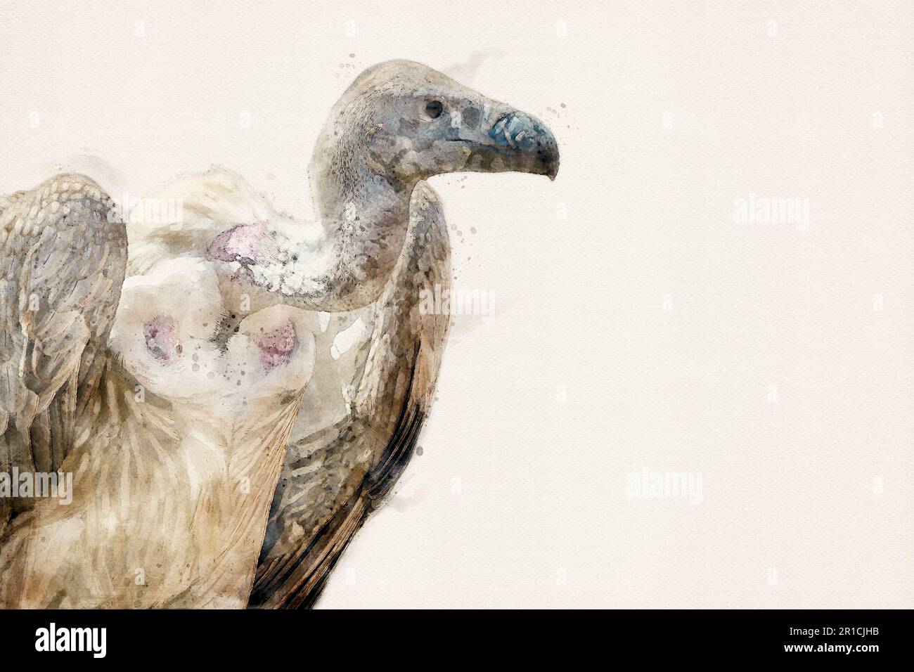 Griffon vulture. Portrait of Eurasian griffon vulture. Vulture bird. Bird of prey, isolated with copy space. Aquarelle, watercolor illustration. Stock Photo