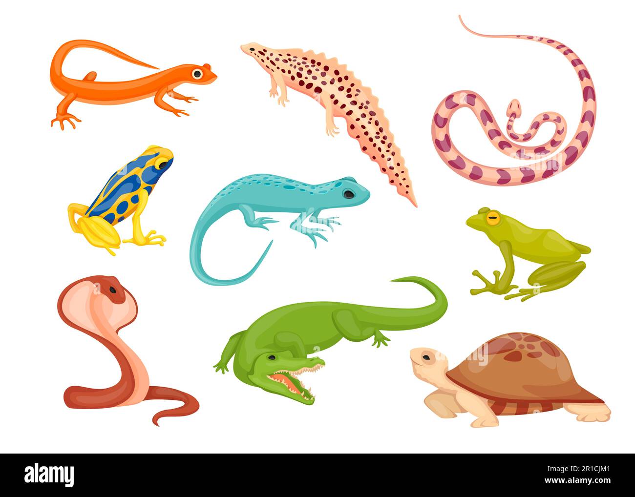 Reptile and amphibian species vector illustrations set Stock Vector