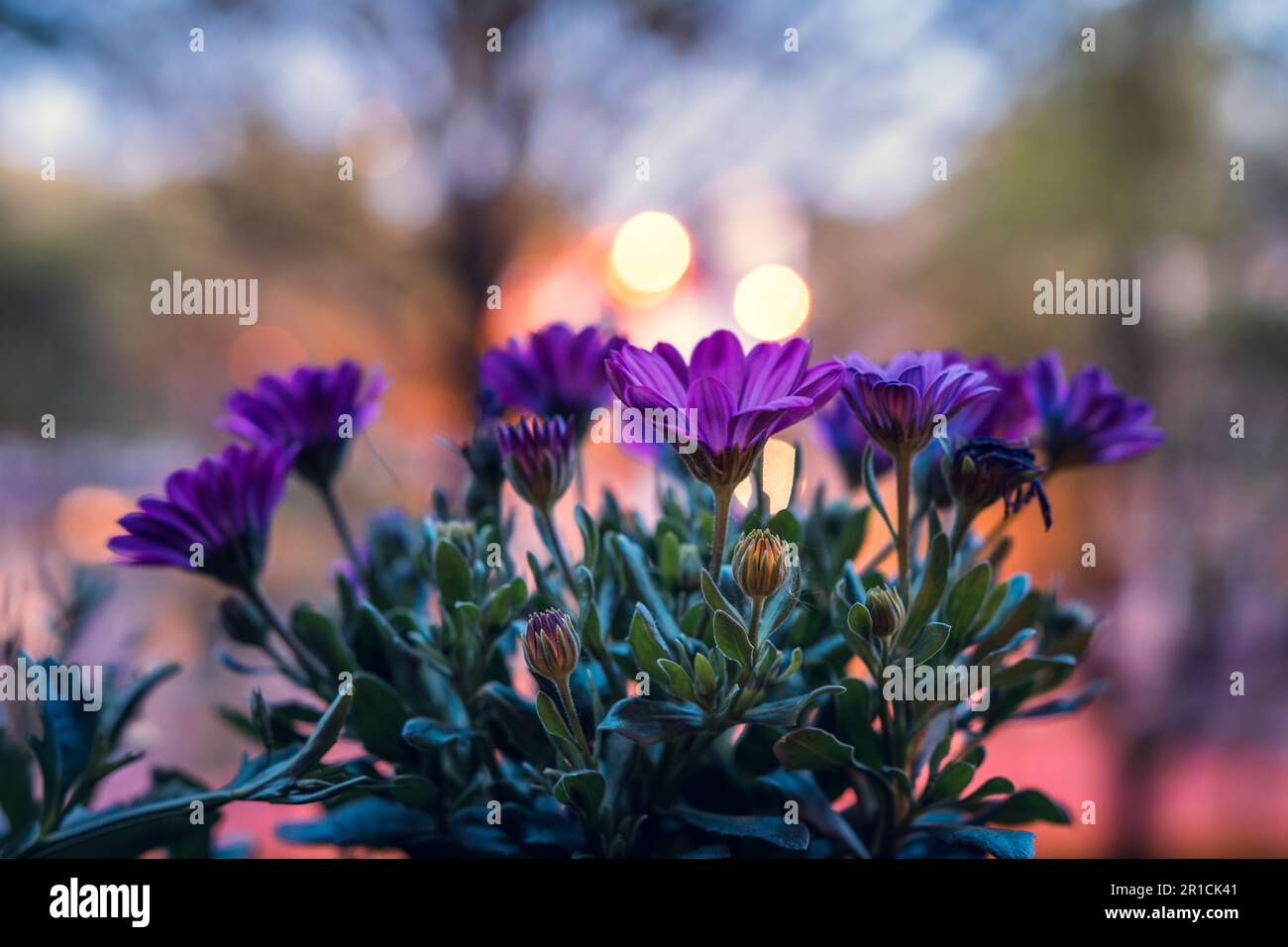 African daisy (Osteospermum ecklonis) in a pot on a balcony with a lit background in the evening. Stock Photo