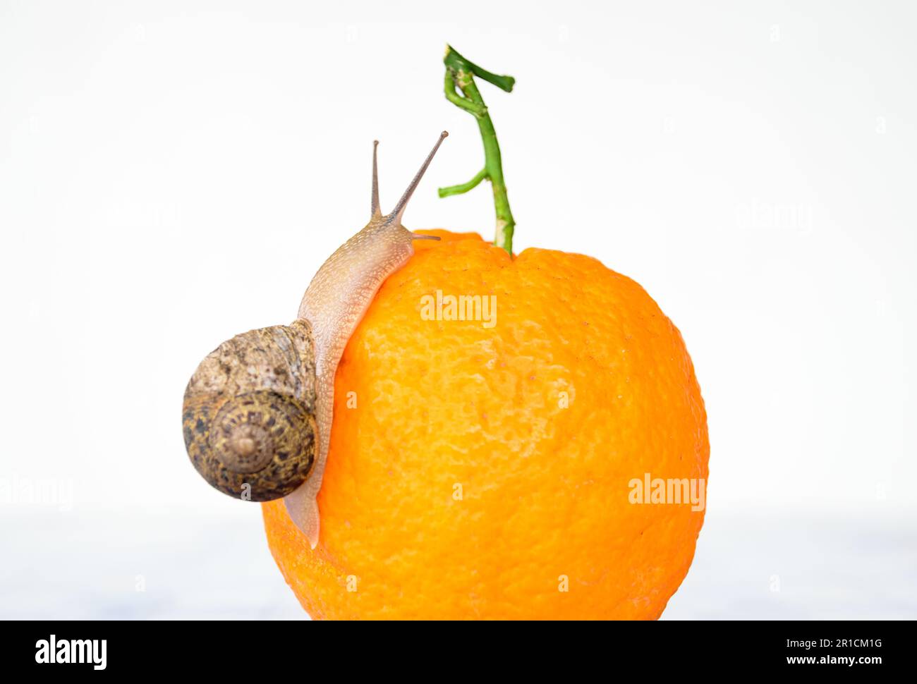 Funny snail crawling cherry's tomatoes with white background Stock