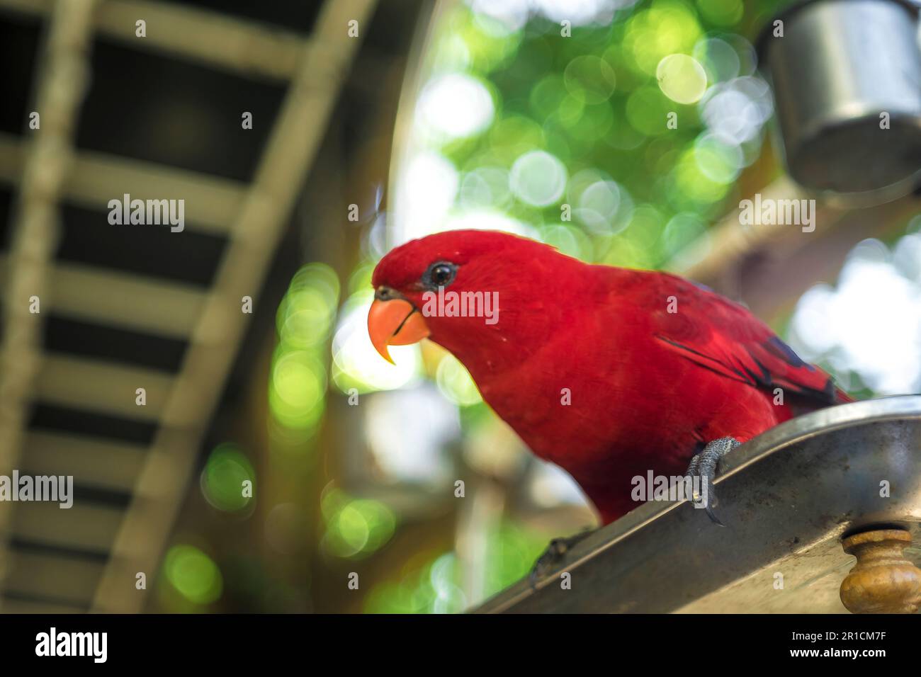 wild birds tamed by owners into submissive birds, splendidly bred