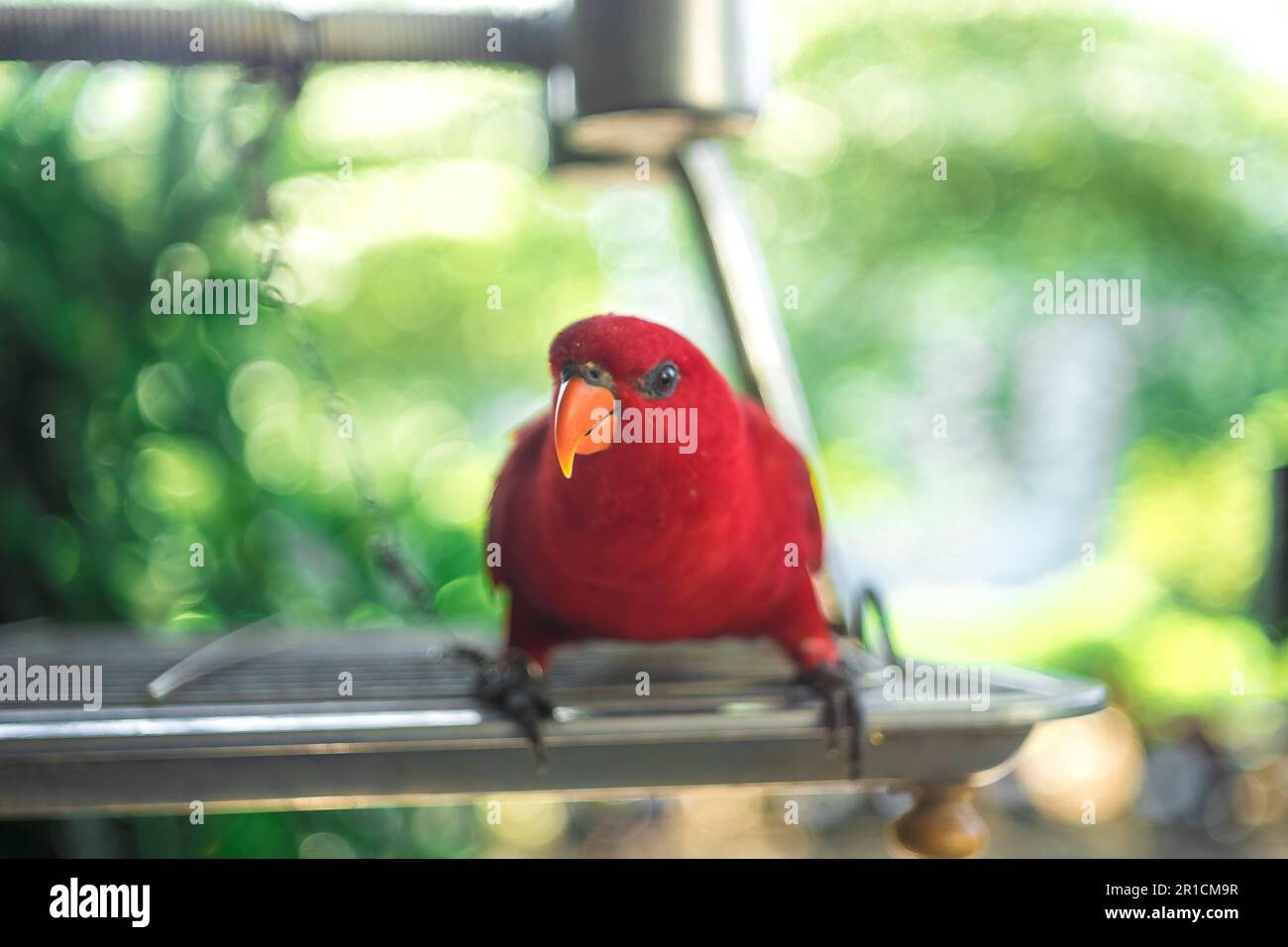 wild birds tamed by owners into submissive birds, splendidly bred