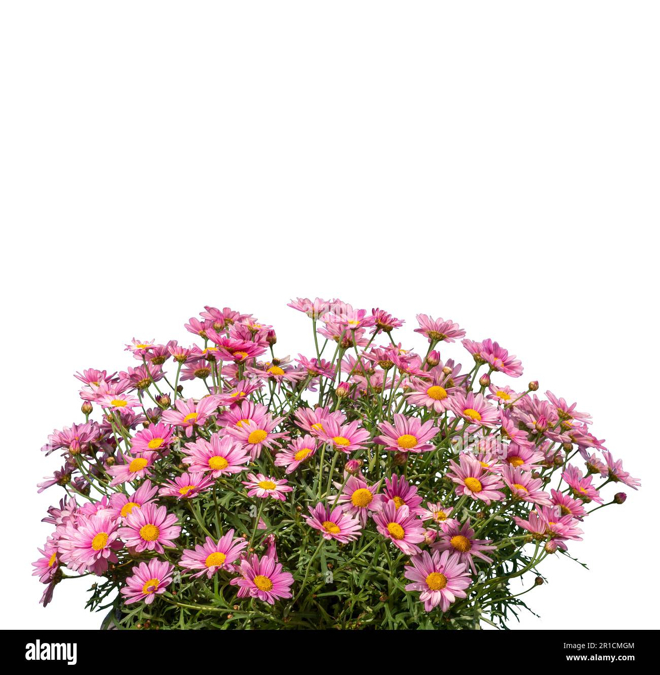 Bunch of daisies with pink petals isolated on white with clipping path included, copy space for greeting card Stock Photo