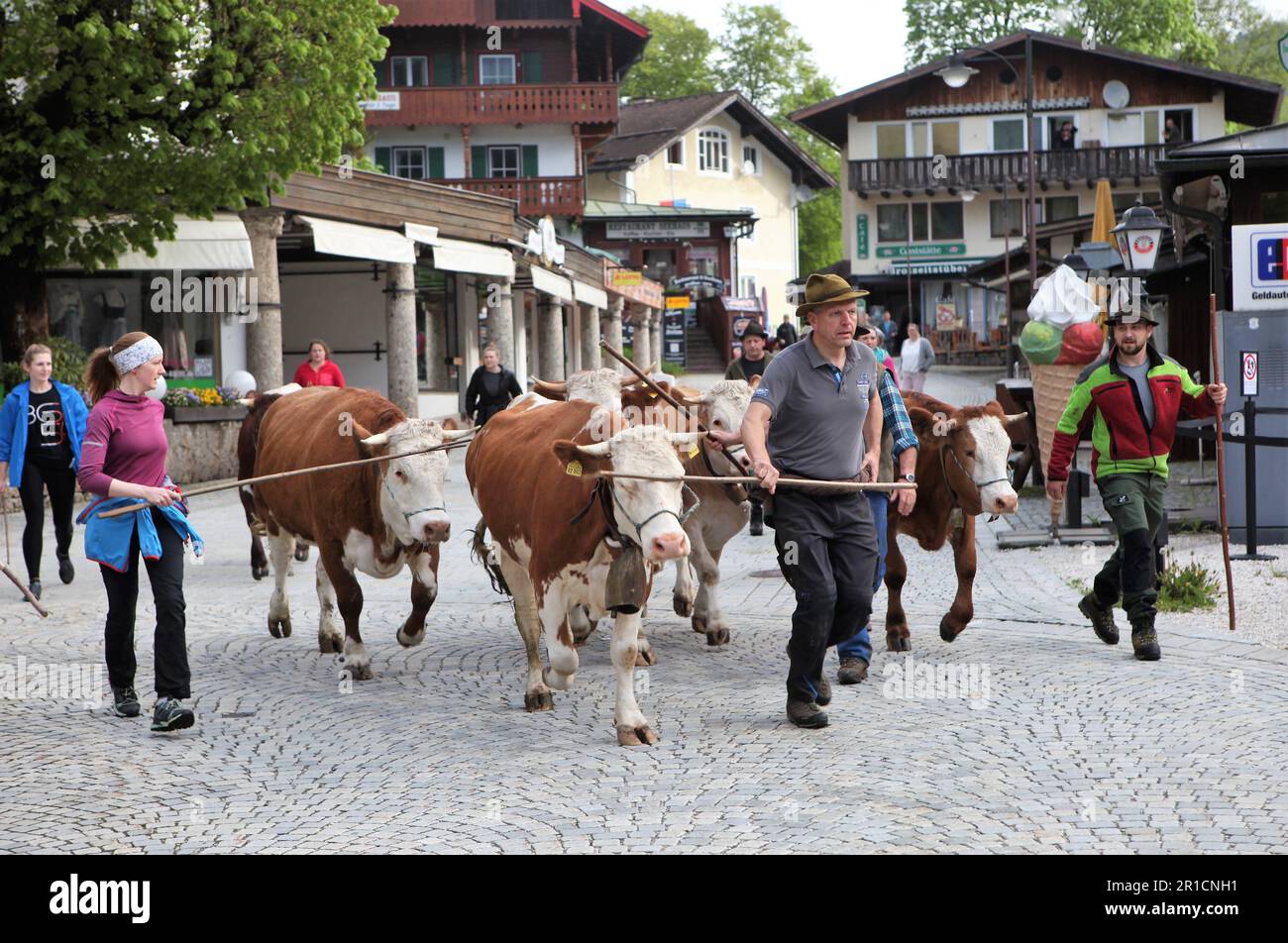 13 May 2023, Bavaria, Schönau a. Königssee: Cows are driven through the lake road in Schönau to Königssee in Upper Bavaria. On the way to the alp they have to be transported by boat. Photo: Klian Pfeiffer/dpa Stock Photo