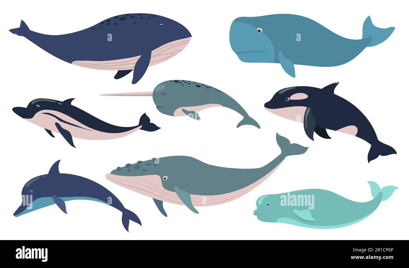 Creative whales and dolphins flat pictures set for web design Stock Vector