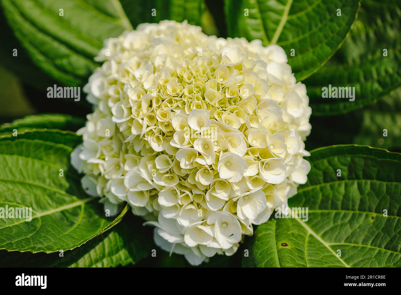 Yellow Hydrangea blooming in nature.Hydrangea is a genus of plants with ...