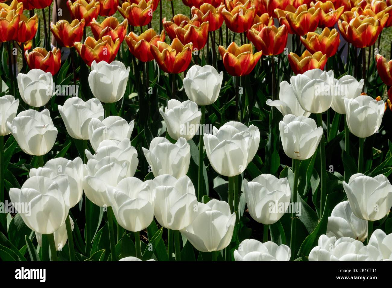 White Tulip 'Royal Virgin', Flower bed, Display, Beautiful, Tulips, Garden, Flowers, Mixed Stock Photo