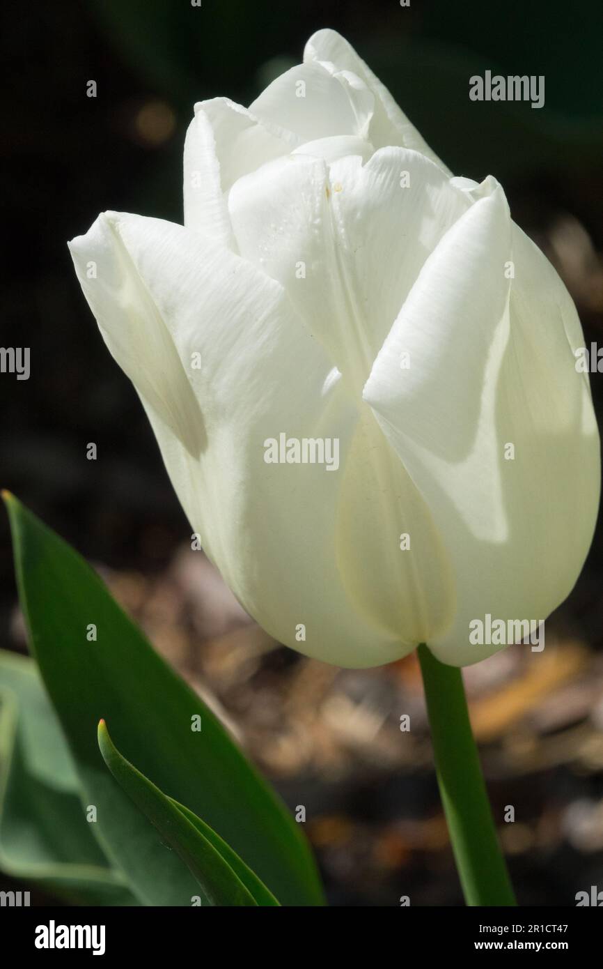 Tulip 'Kiwanis' Tulipa, White, Flower, Portrait Stock Photo