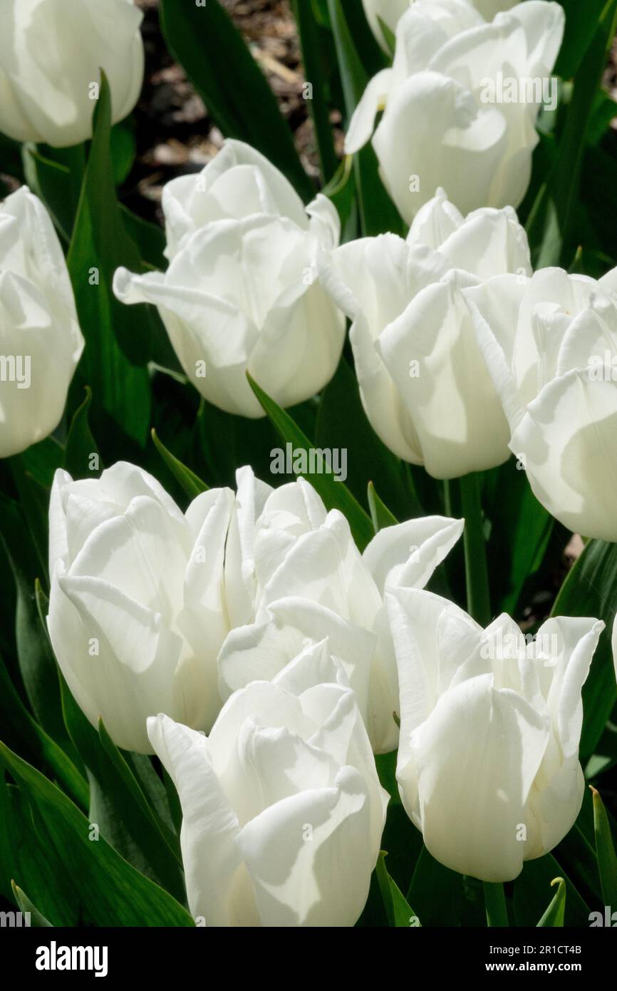 White Tulips Flowers Stock Photo