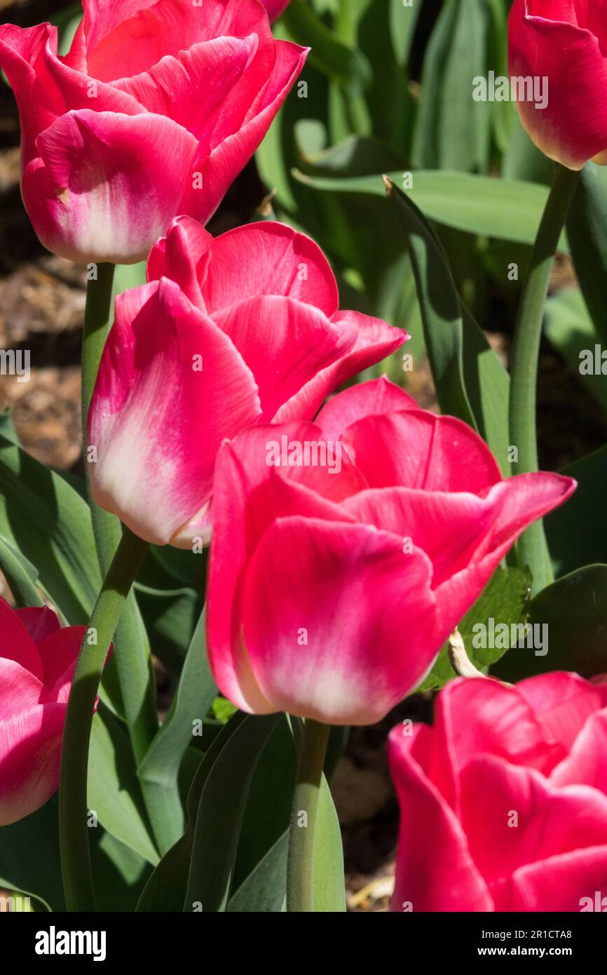 Deep, Rose-pink White, Base, Triumph, Tulips Garden Stock Photo