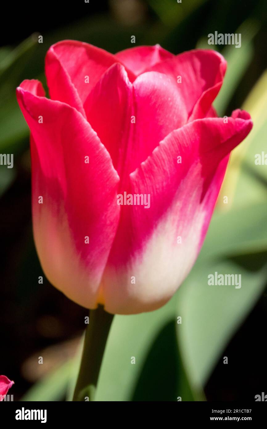 Tulip 'Blenda' Tulipa, Deep, Rose-pink, Flower, Portrait Stock Photo