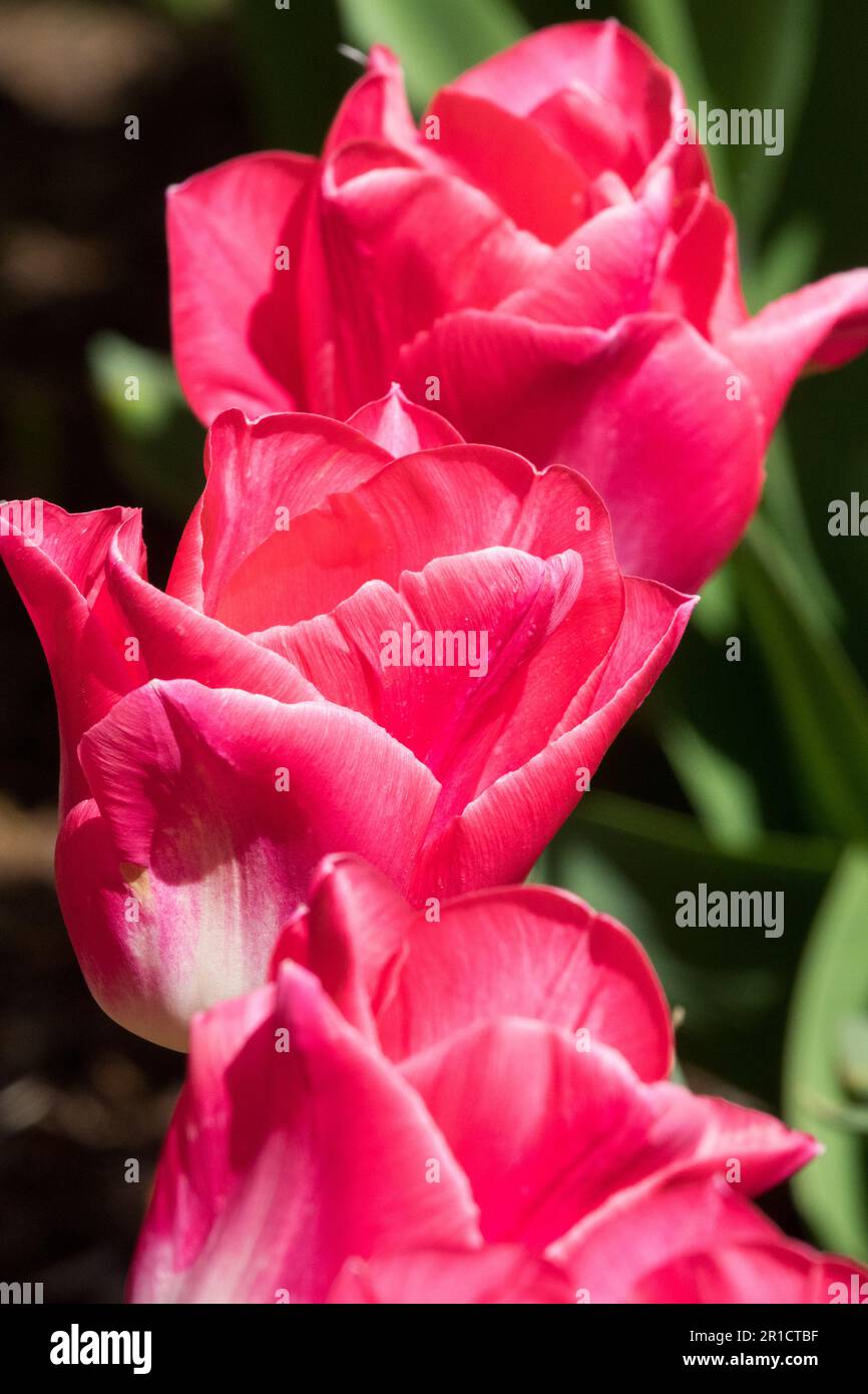 Deep, Rose-pink White, Base, Triumph, Tulips flowers Stock Photo