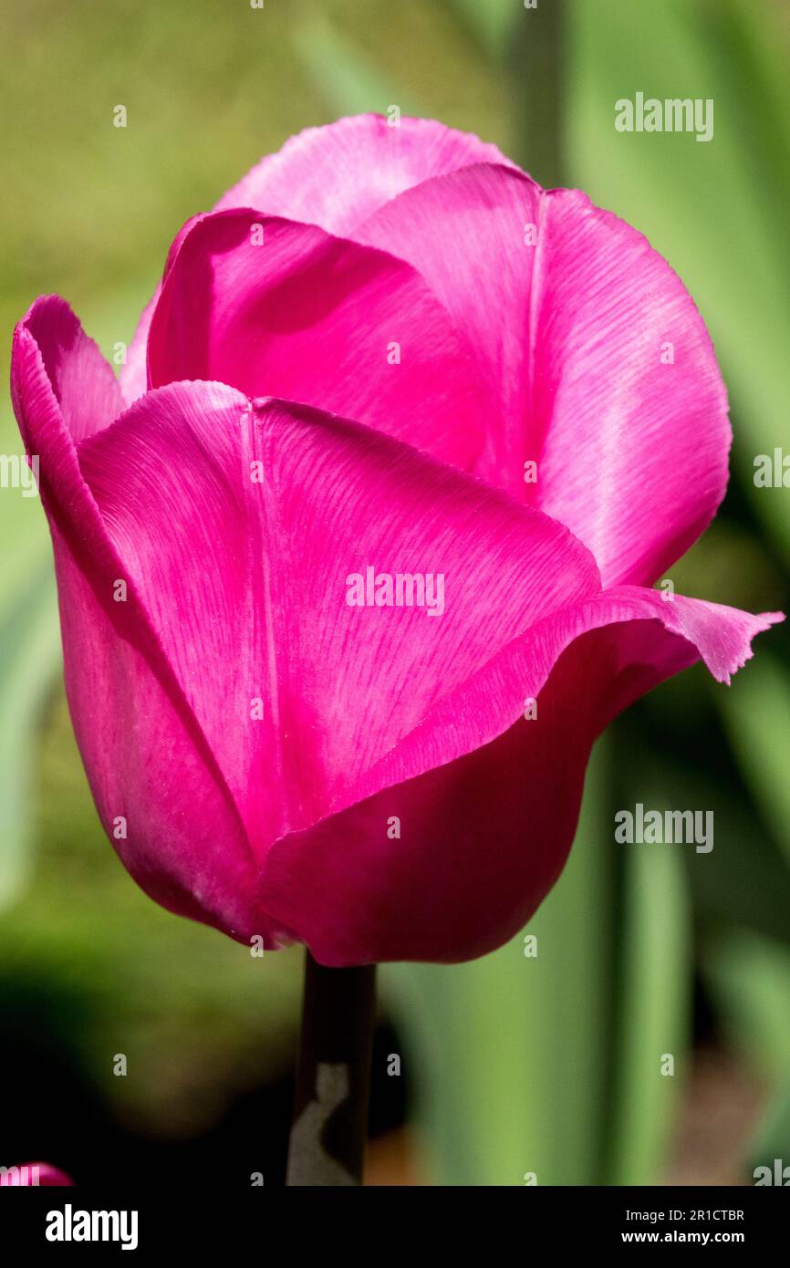 Triumph Tulip 'Barcelona' Tulipa, Violet, Colour, Flower, Portrait Stock Photo