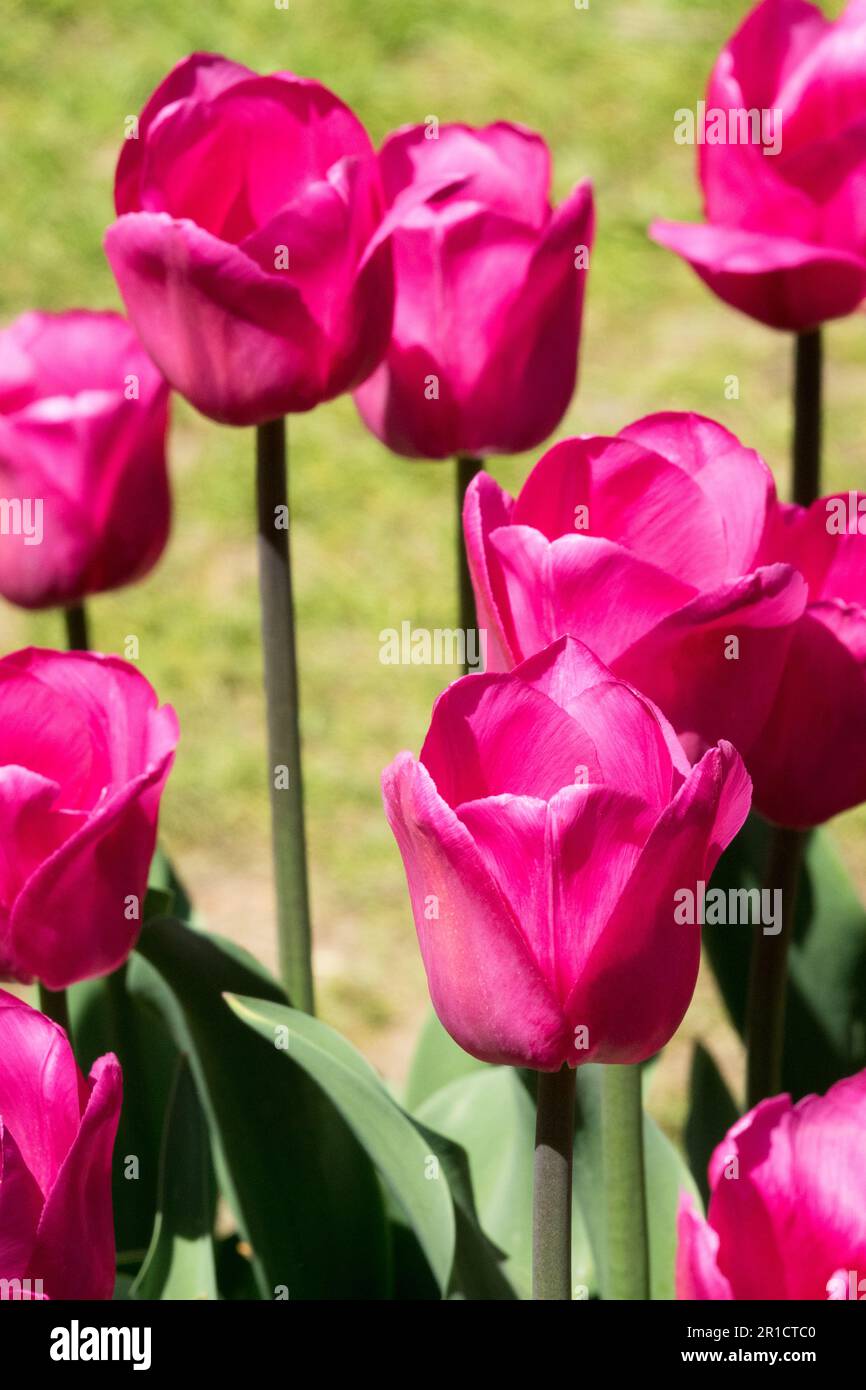 Tulipa barcelona beauty hi-res stock photography and images - Alamy