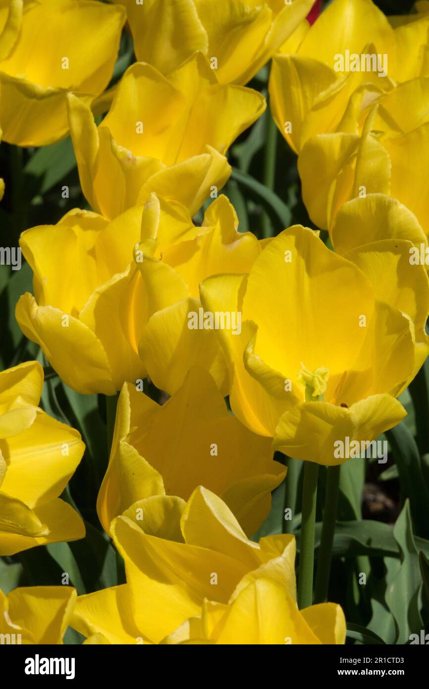 Yellow Tulips, Triumph Tulip 'Friendship' Tulipa Stock Photo