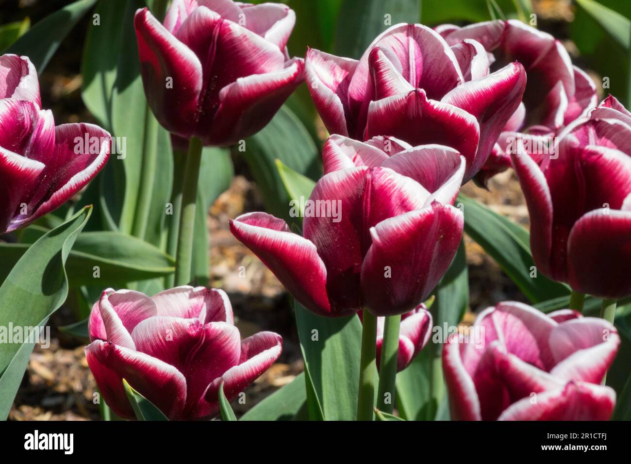 Tulip 'Armani' Tulipa, Dark, Purple, Deep, Colour Stock Photo