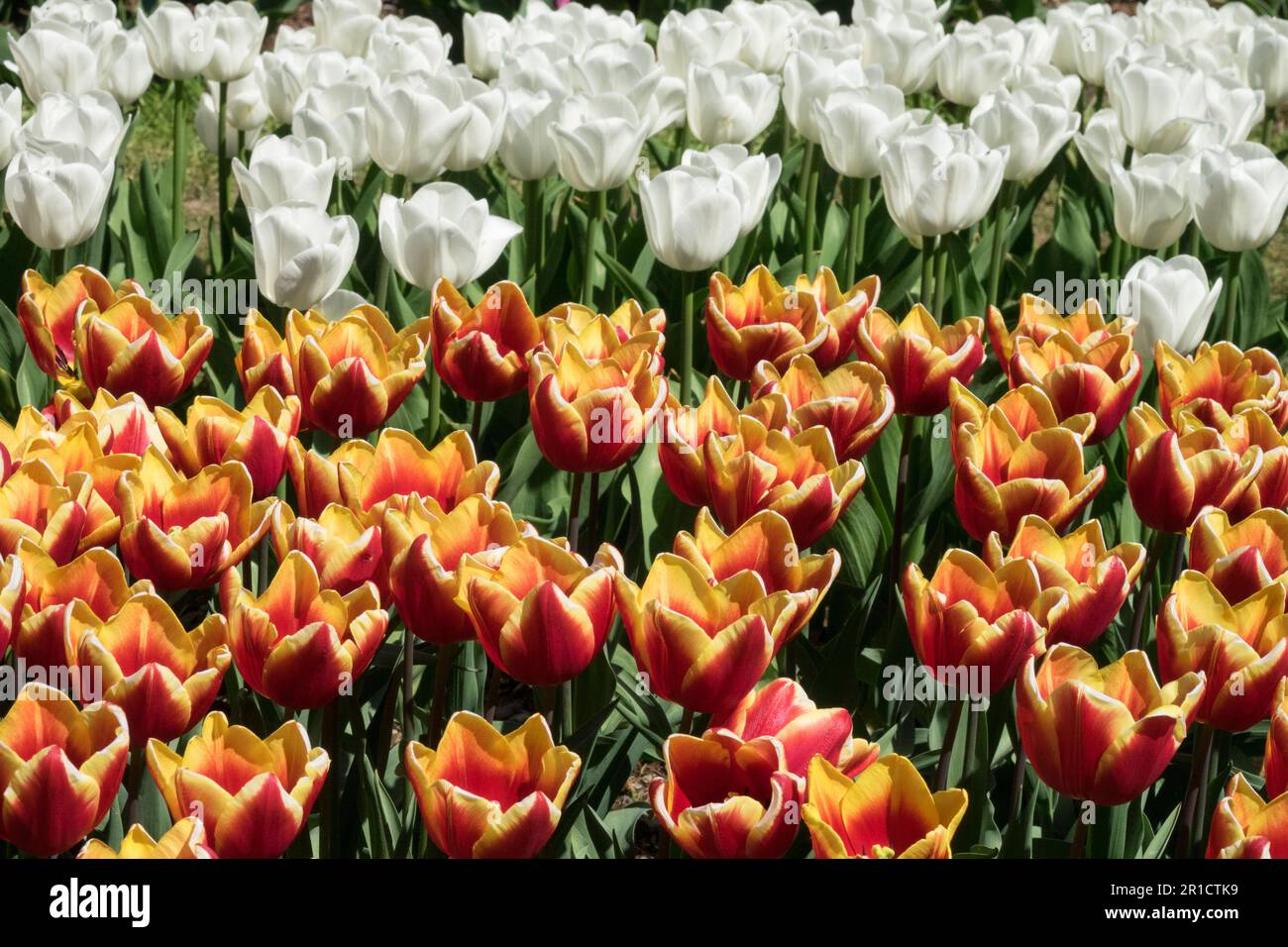 Tulip 'Jan Seignette', Tulipa 'Royal Virgin', Multicolour, Tulips, Mixed, Colour, Garden, Flowerbed, Group, Display Stock Photo