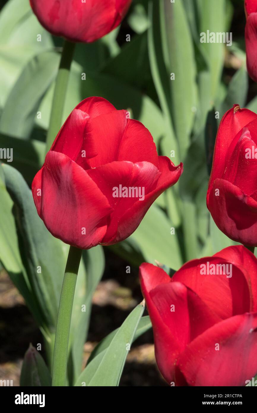 Single Late Tulip "Ile de France Stock Photo Alamy