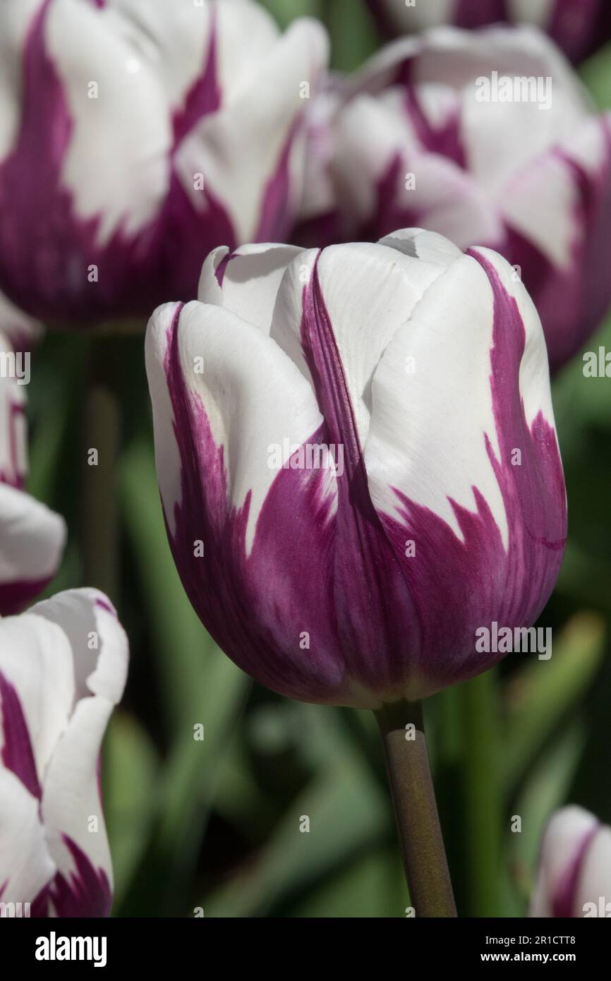 Purple White, Tulip 'Zurel' Tulips Stock Photo