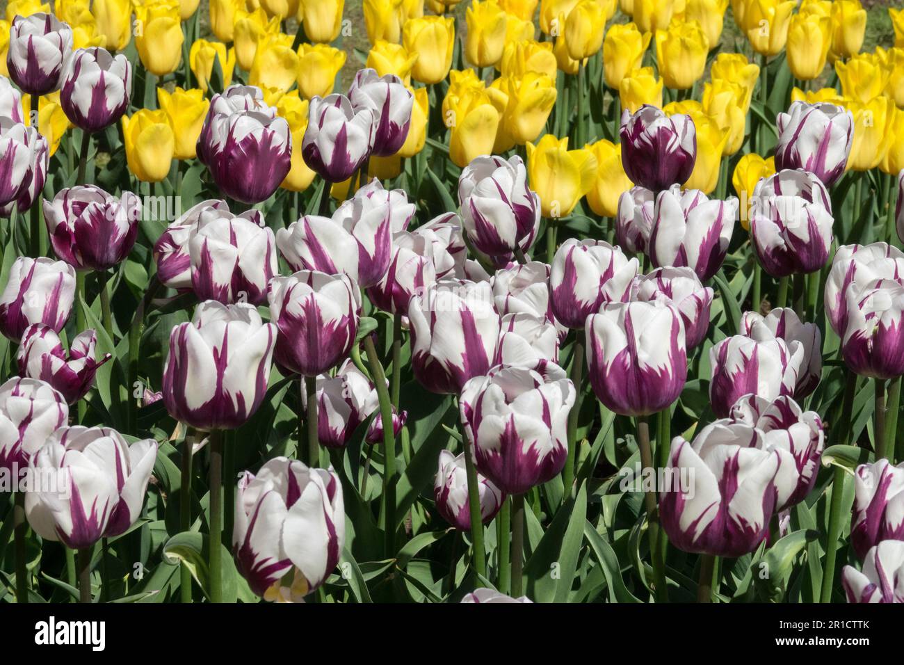 Tulip 'Zurel', Triumph, Tulips, Spring, Garden, Bed, Purple, White, Yellow, Display Colourful Contrast Stock Photo