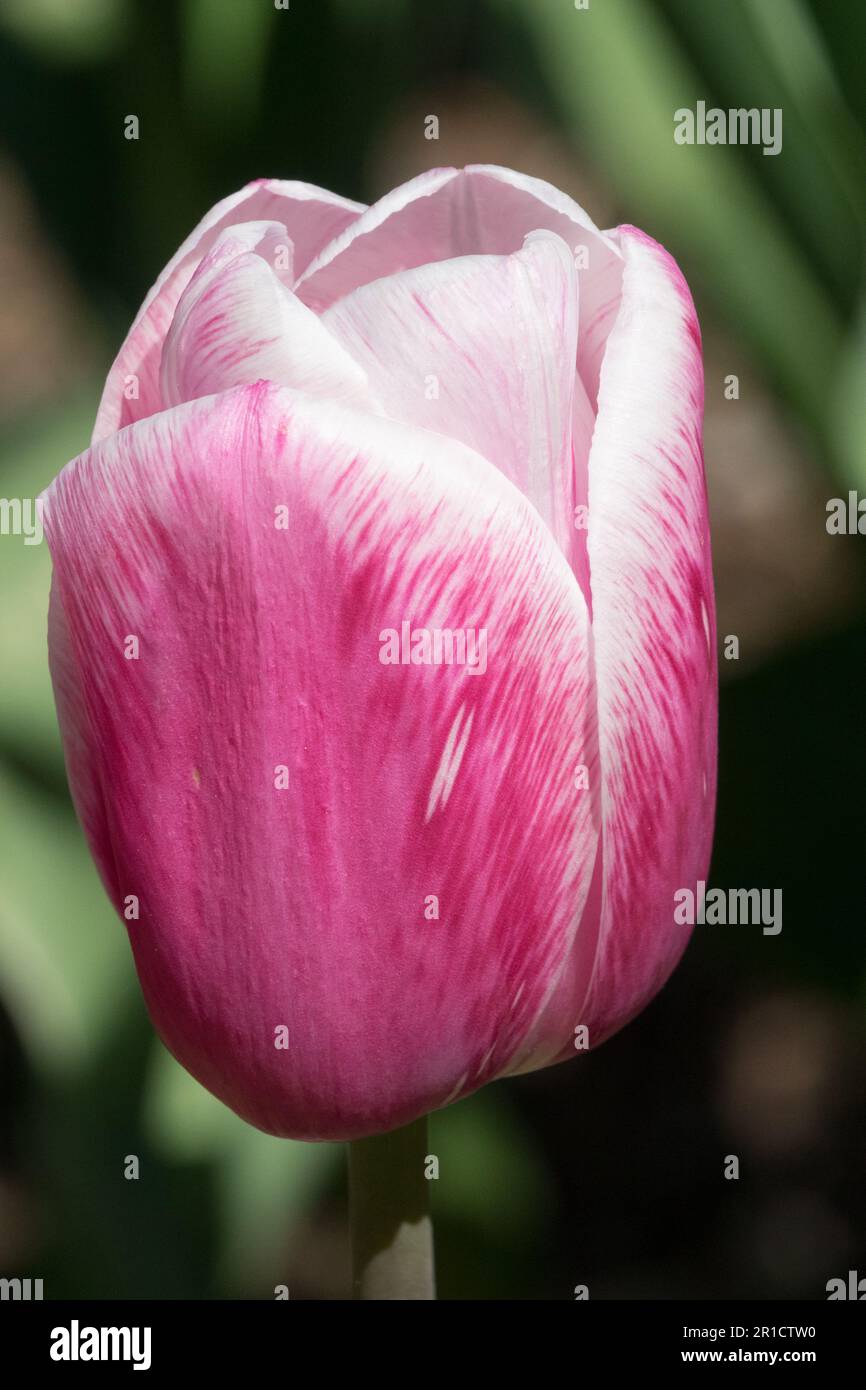 White Purple Tulip 'Beau Monde' Tulipa, Flower, Portrait Stock Photo