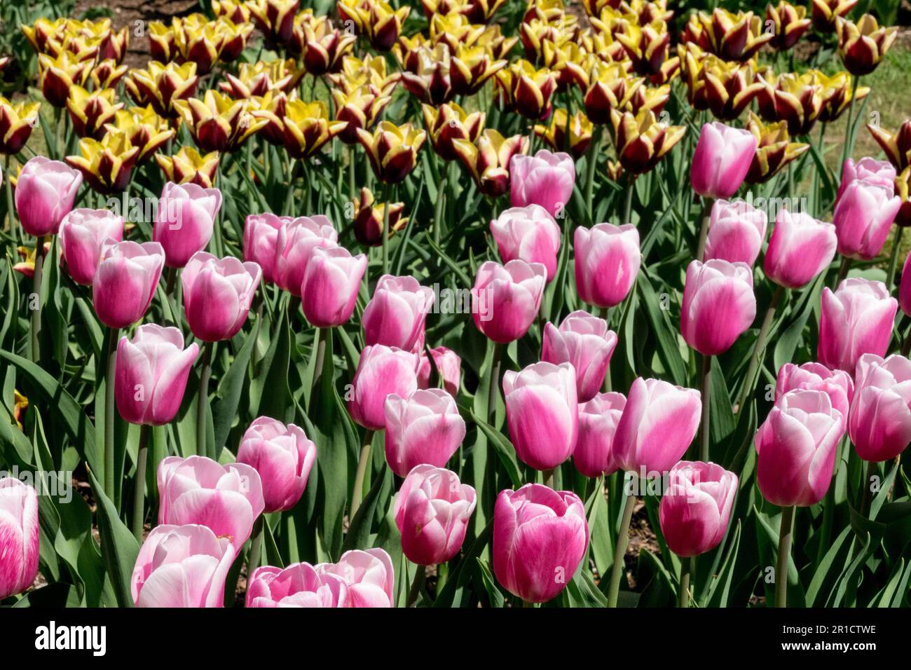 Pink, Yellow, Dark Red, White, Multicolour, Tulips, Spring, Bed, Garden Stock Photo