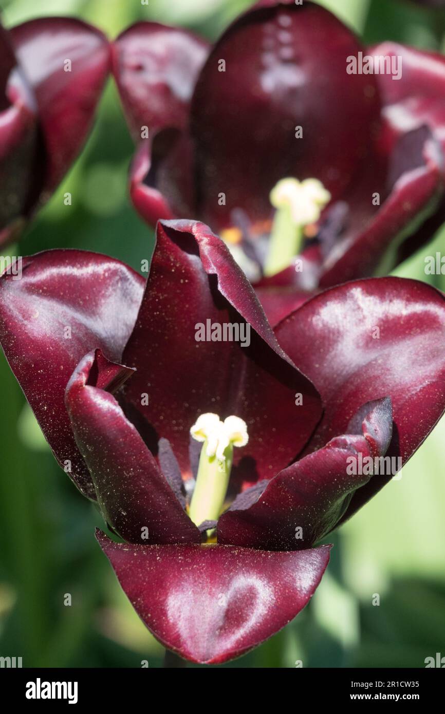 Deep, Dark, Tulips, Black, Tulip 'Continental' Tulipa, Stigma Stock Photo
