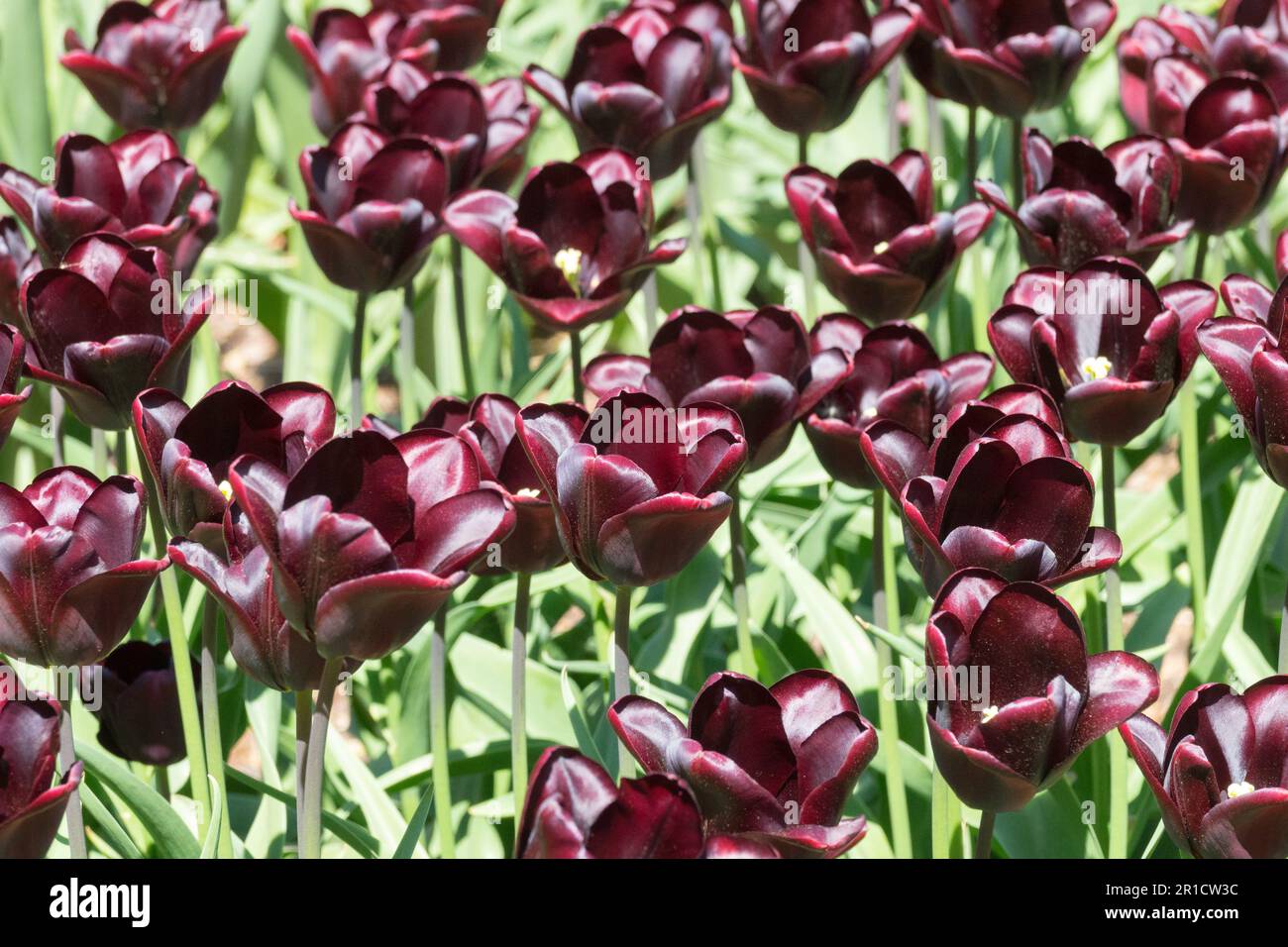 Dark, Deep, Black, Tulip 'Continental', Tulipa Stock Photo