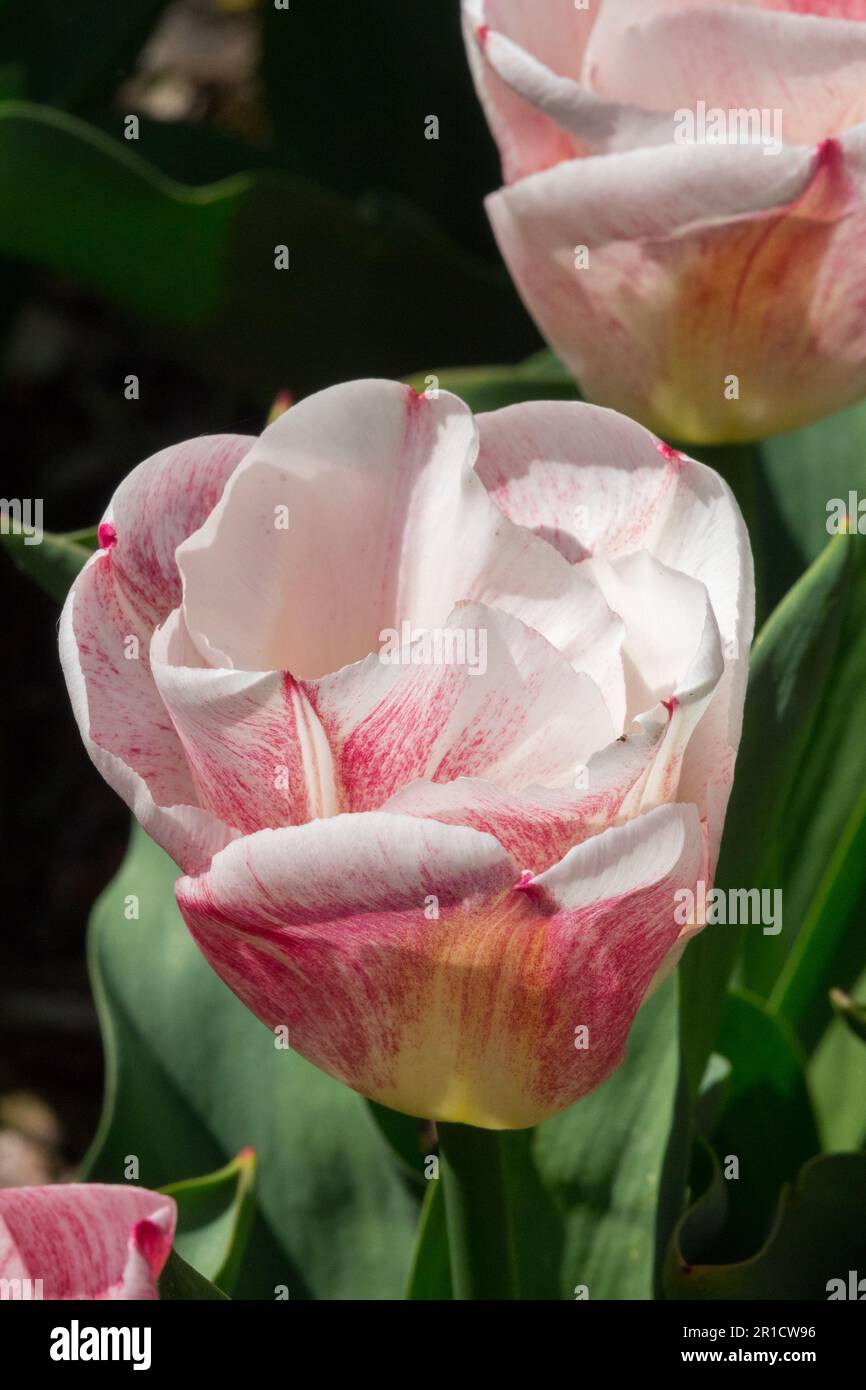 White Pink, Garden, Tulip, Cultivar, 'Calgary Sensation' Tulips Stock Photo