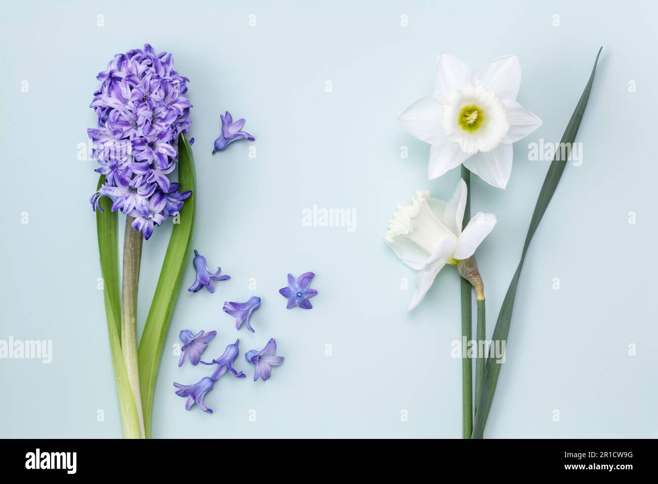 Hyacinth and daffodils on light blue background Stock Photo