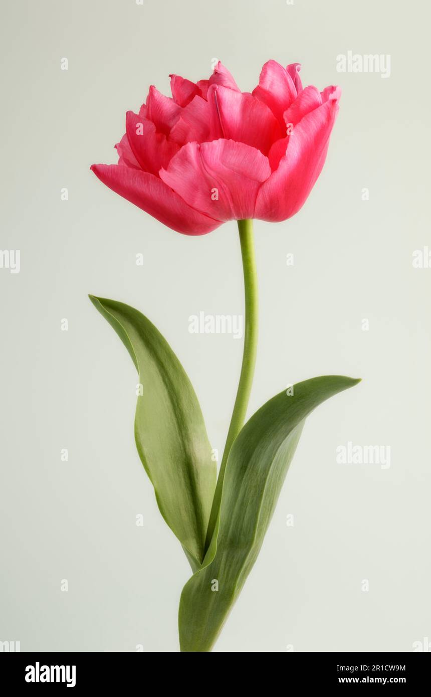 Single red Double Tulip 'Queen of Hearts' Stock Photo