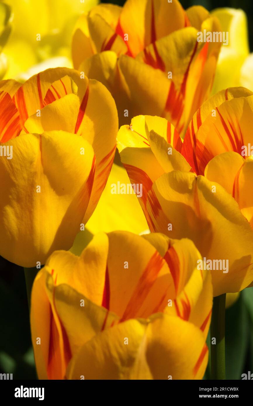 Yellow, Orange, Tulips, Darwin hybrid, Tulip 'Striped Apeldoorn', Tulip, Flowers, Tulipa Stock Photo