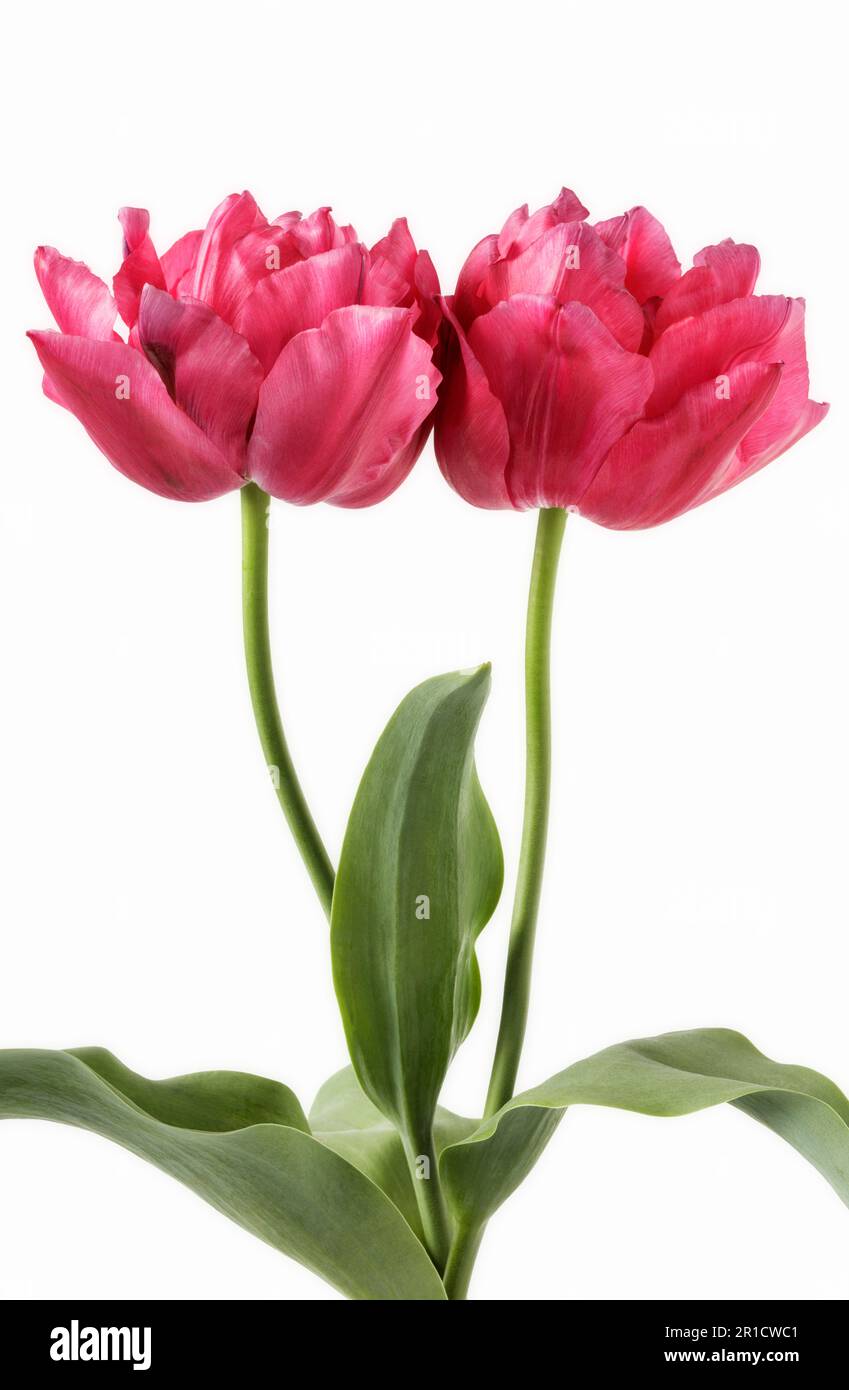 Two red Double Tulips 'Queen of Hearts' on white background Stock Photo